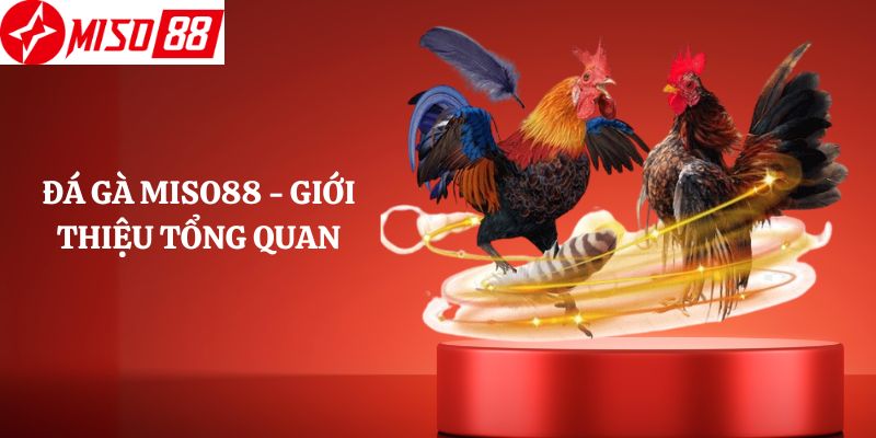 Đá Gà Miso88 - Giới Thiệu Tổng Quan