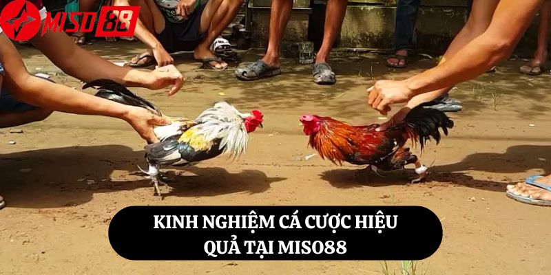 Kinh Nghiệm Cá Cược Hiệu Quả Tại Miso88