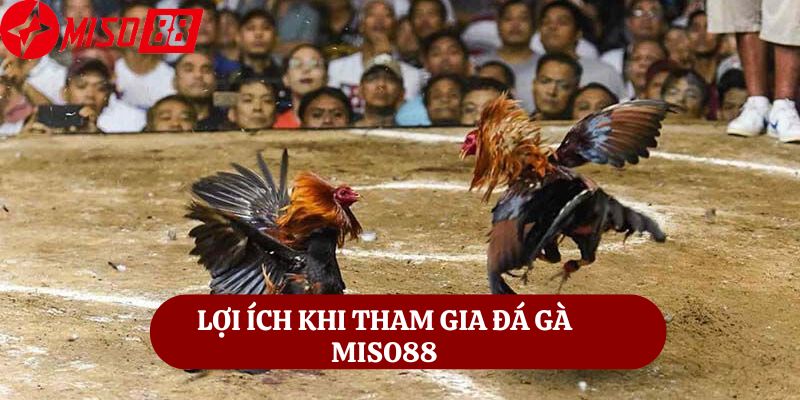 Lợi Ích Khi Tham Gia Đá Gà Miso88